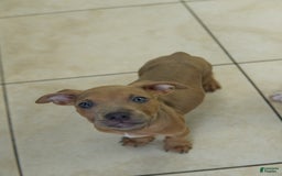 American Bully dogs for sale: Chocolate - Image 3
