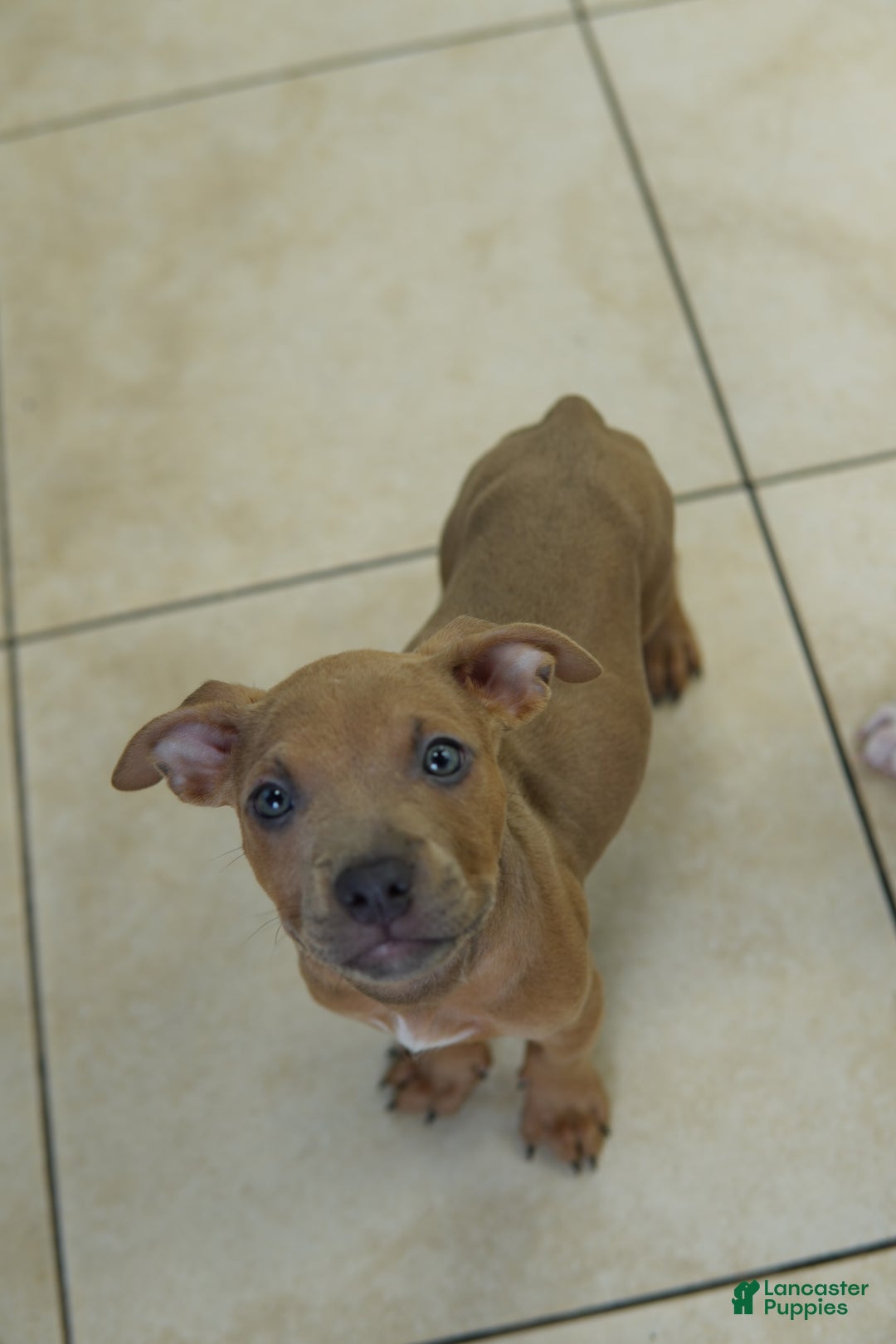 American Bully dogs for sale: Chocolate - Image 3