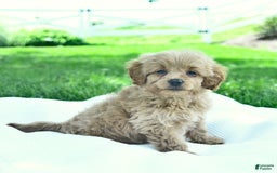 Cavapoo dogs for sale: Trevor - Image 4