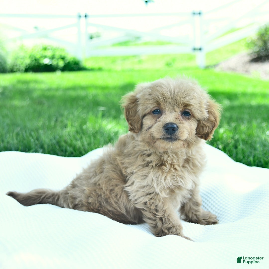 Cavapoo dogs for sale: Trevor - Image 4