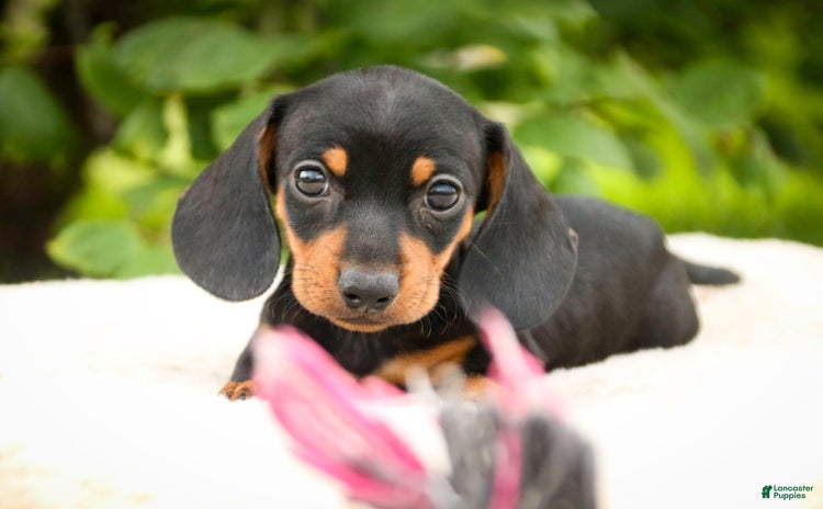 Miniature Dachshund dogs for sale - Ad 3