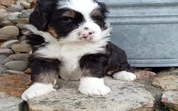 Mini Bernedoodle dogs for sale: Banjo - Image 28