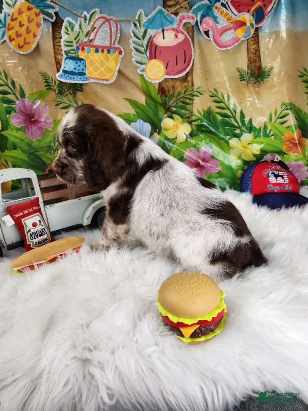English Springer Spaniel dogs for sale: Boba - Image 4