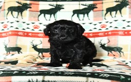 Yorkiepoo dogs for sale: Champ - Image 2