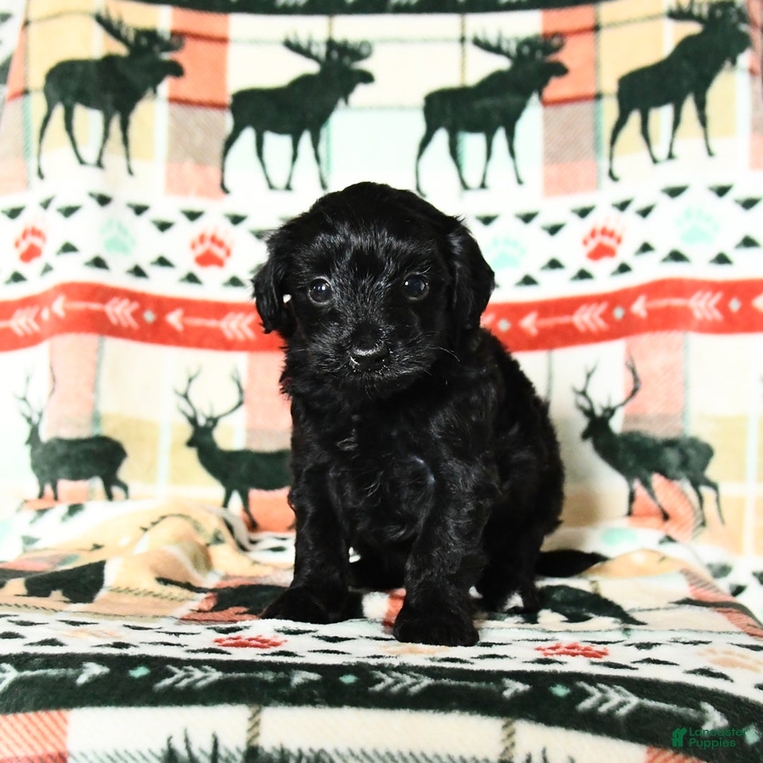 Yorkiepoo dogs for sale: Champ - Image 2