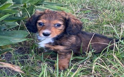 Dachshund dogs for sale: Dixie - Image 1
