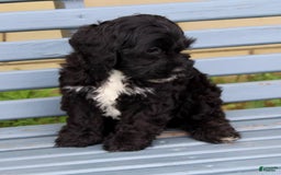 Cockapoo dogs for sale: Coco - Image 3