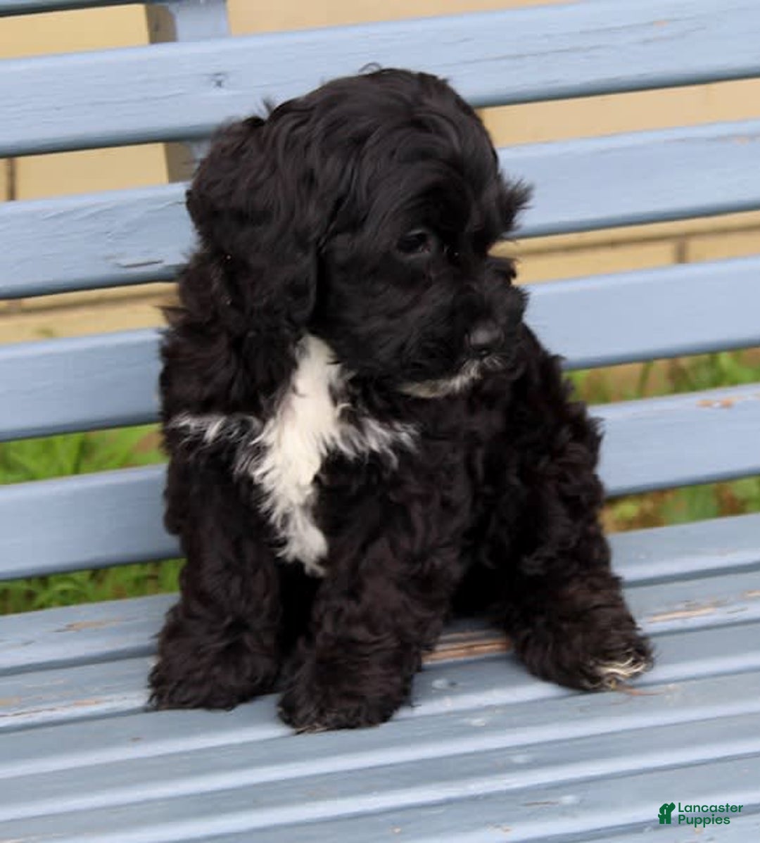 Cockapoo dogs for sale: Coco - Image 3