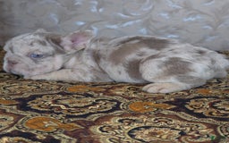 French Bulldog dogs for sale: Xs Rio - Image 9