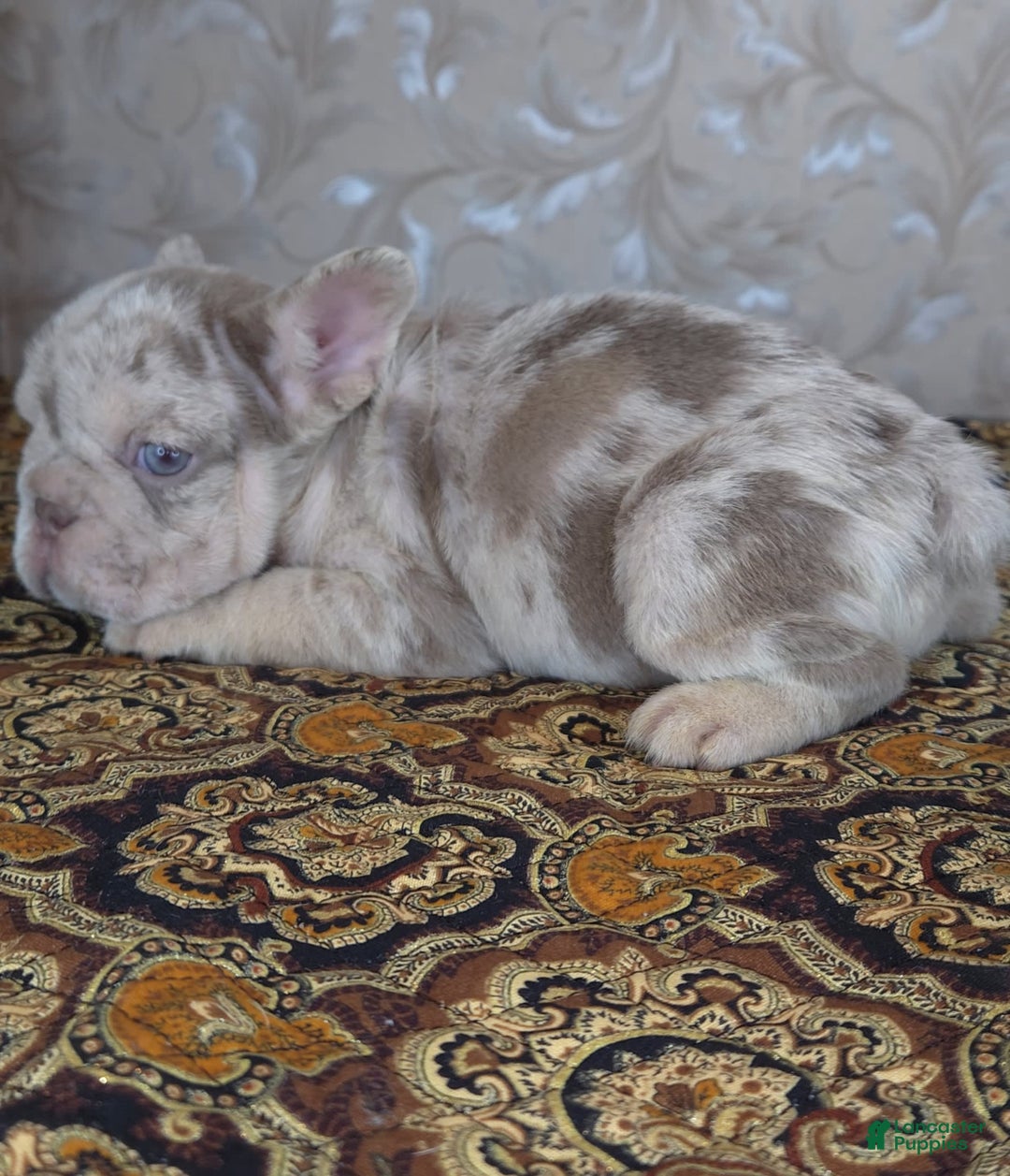French Bulldog dogs for sale: Xs Rio - Image 9
