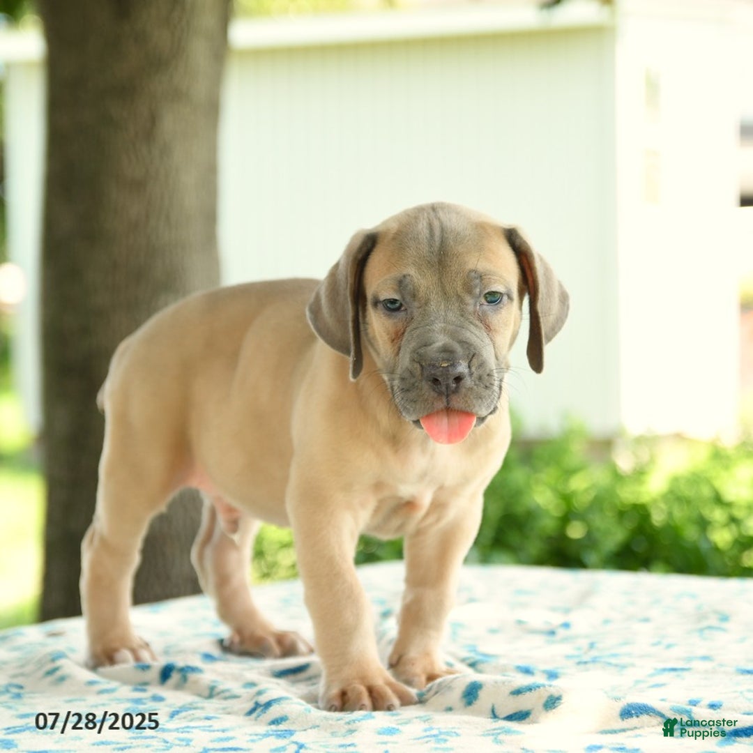 Cane Corso dogs for sale: Hunter - Image 5