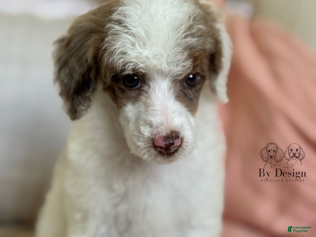 Standard Poodle dogs for sale: Addy Chocolate Tri Merle Parti - Image 5