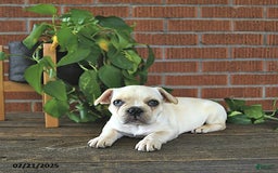 French Bulldog dogs for sale: Lilac - Image 4