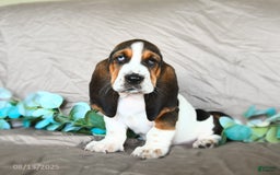 Basset Hound dogs for sale: Sophie - Image 1