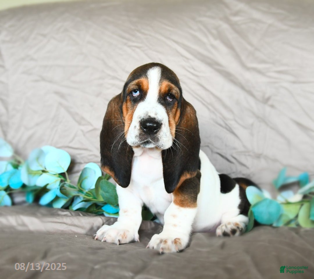 Basset Hound dogs for sale: Sophie - Image 1