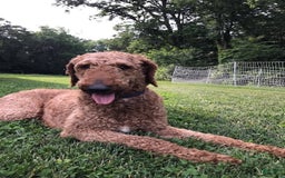 Labradoodle dogs for sale: Gracie - Image 13