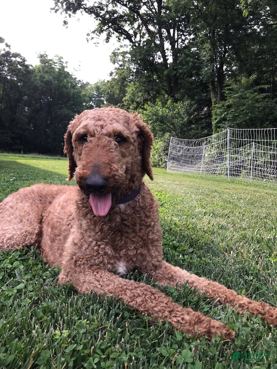 Labradoodle dogs for sale: Gracie - Image 13
