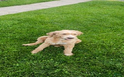 Miniature Poodle dogs for sale: Milo - Image 5