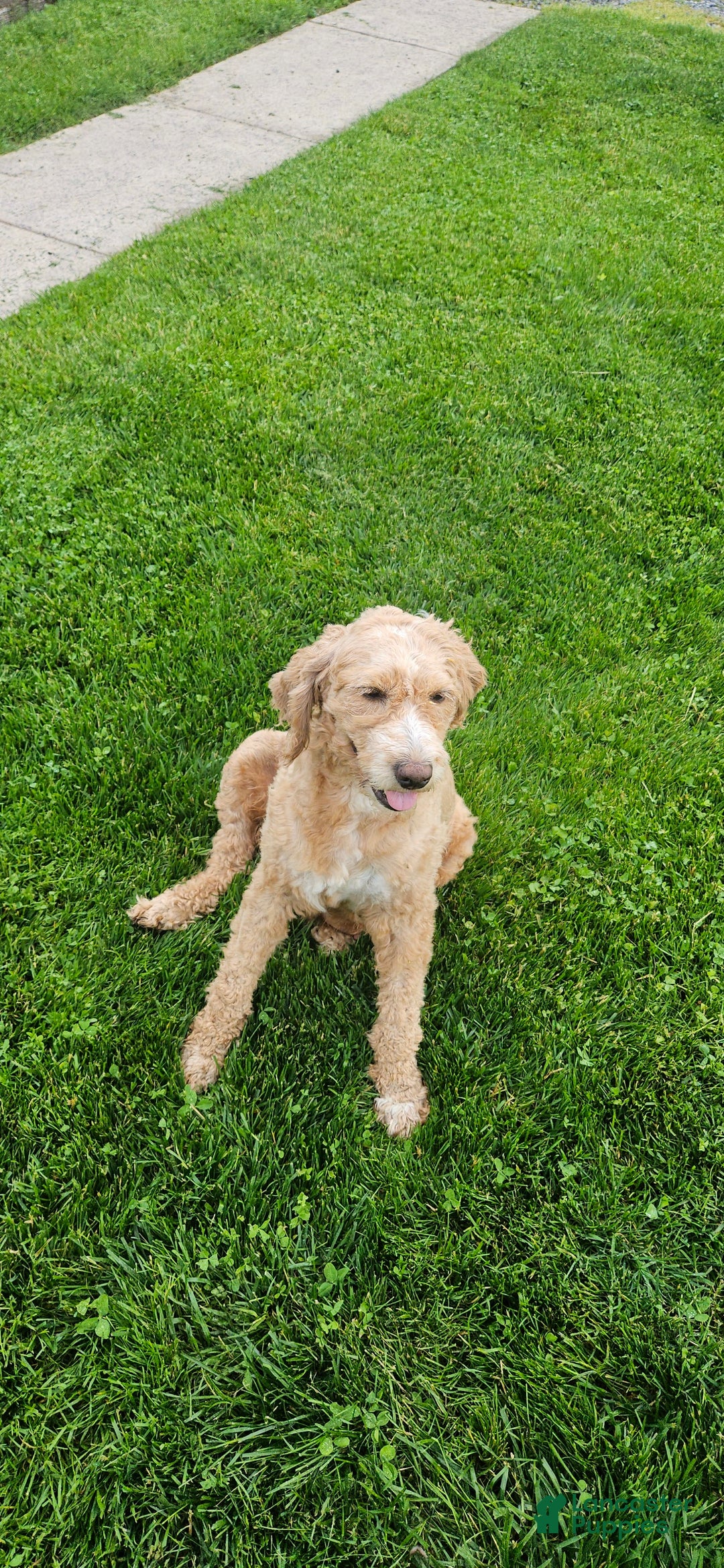 Miniature Poodle dogs for sale: Milo - Image 5
