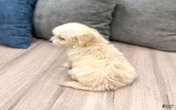 Mini Goldendoodle dogs for sale: Betty - Image 5