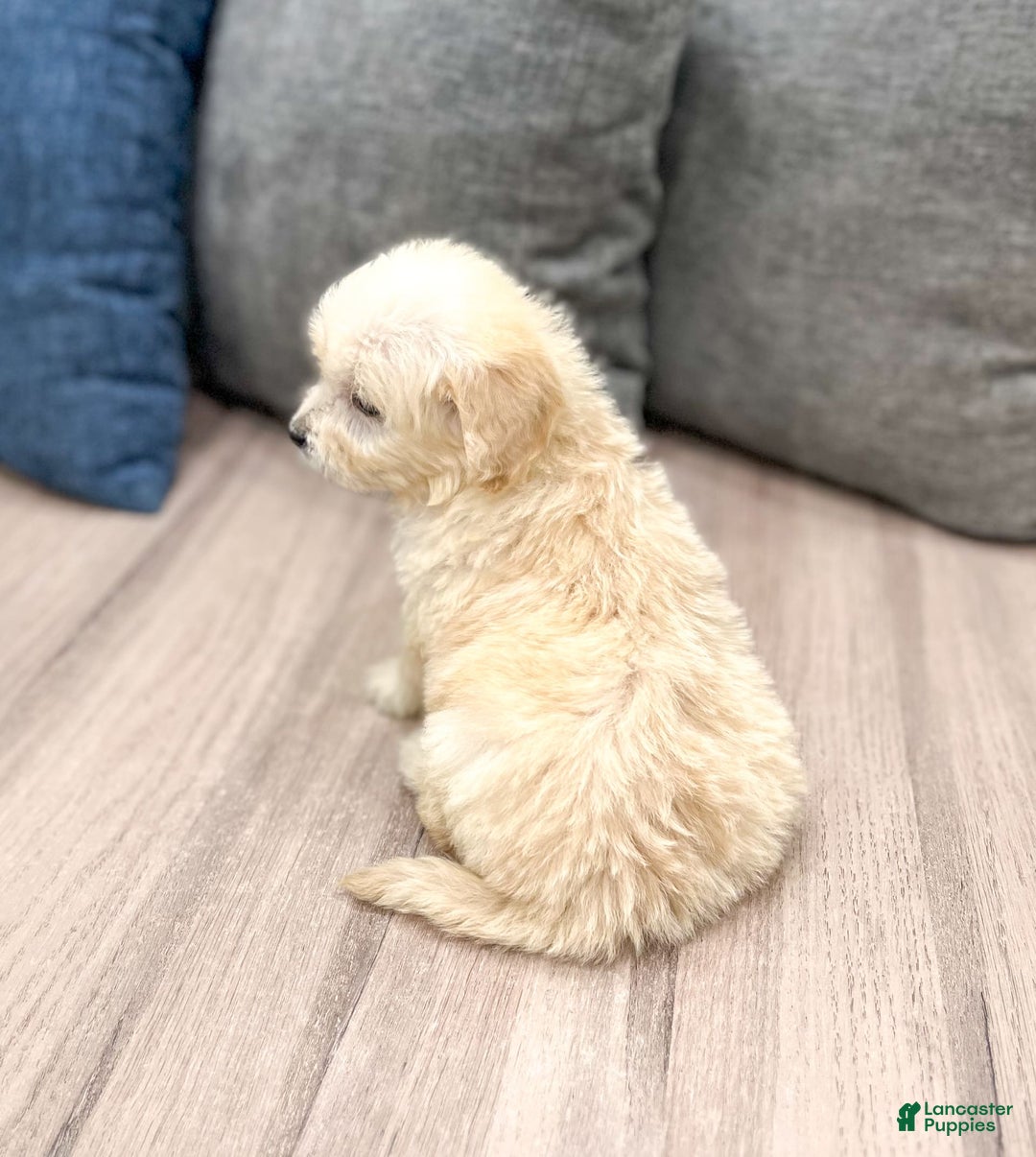 Mini Goldendoodle dogs for sale: Betty - Image 5