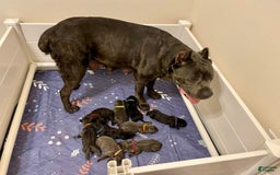 Cane Corso dogs for sale: Kilo - Image 2