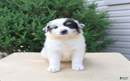 Miniature Australian Shepherd dogs for sale: Easton - Image 2