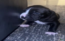 American Bully dogs for sale: Jasper - Image 3