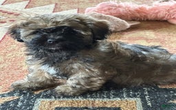 Shihpoo dogs for sale: Pickles - Image 2