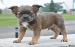 Frenchton dogs for sale: Milo Fluffy - Image 18