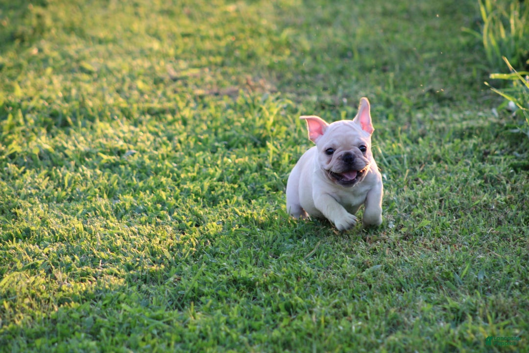 French Bulldog dogs for sale: Lincoln - Image 20