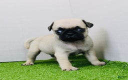 Pug dogs for sale: Max - Image 3