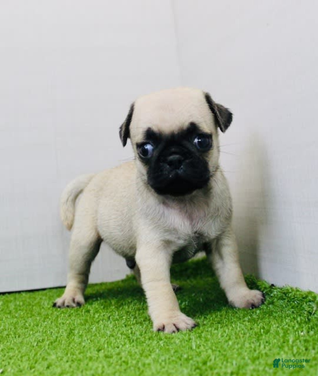 Pug dogs for sale: Max - Image 3