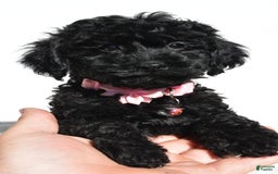 Cockapoo dogs for sale: Sheila - Image 4