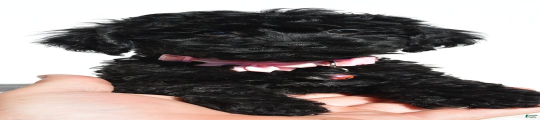 Sheila