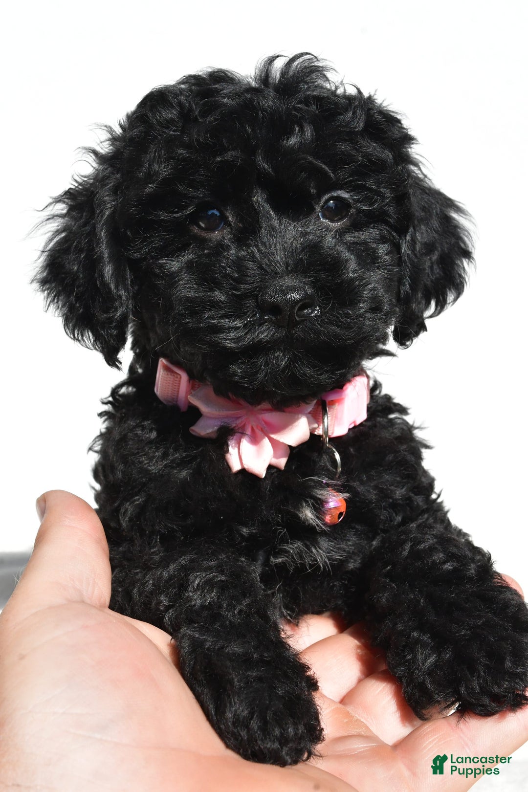 Cockapoo dogs for sale: Sheila - Image 4