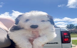 Old English Sheepdog dogs for sale: Sunny - Image 1