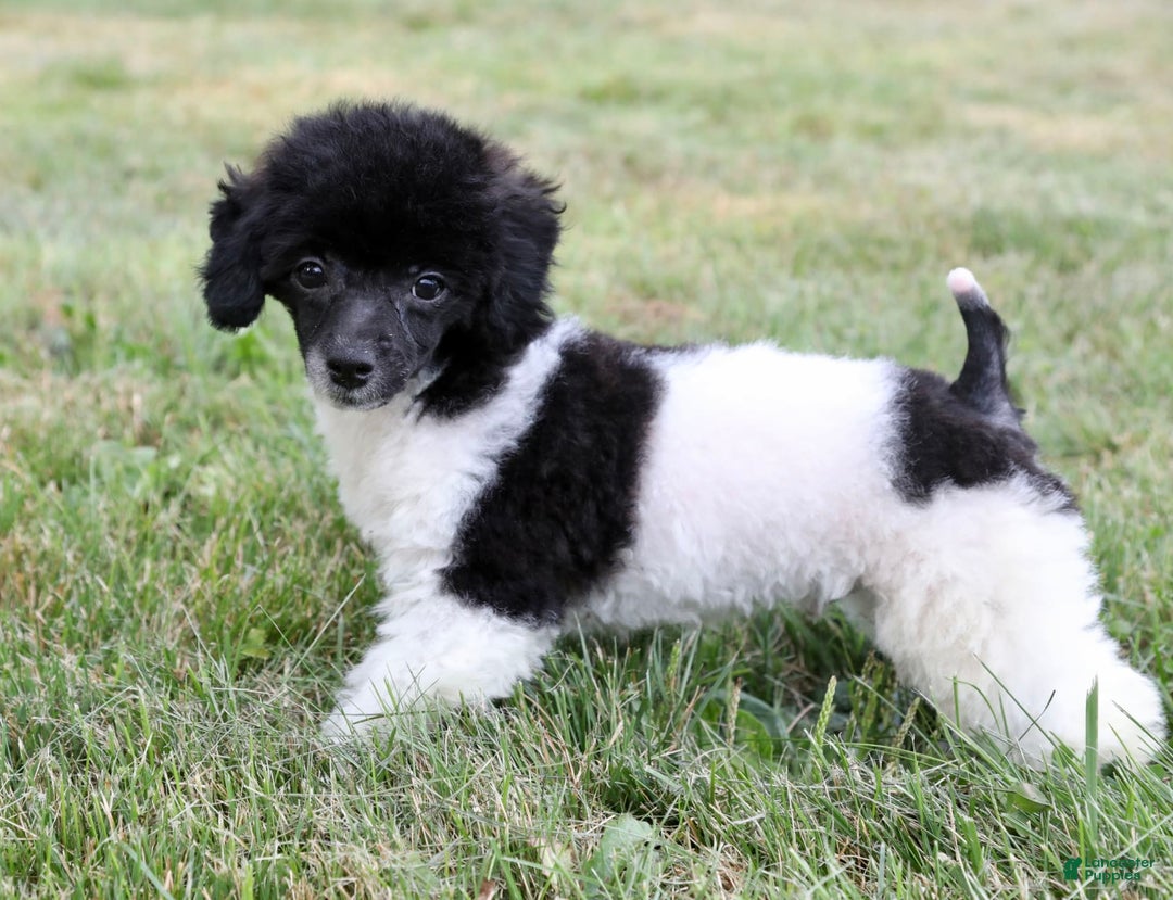 Miniature Poodle dogs for sale: Nugget - Image 2