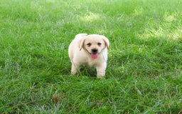 Labrador Retriever dogs for sale: Labrador Retriever 8 puppies - Image 12
