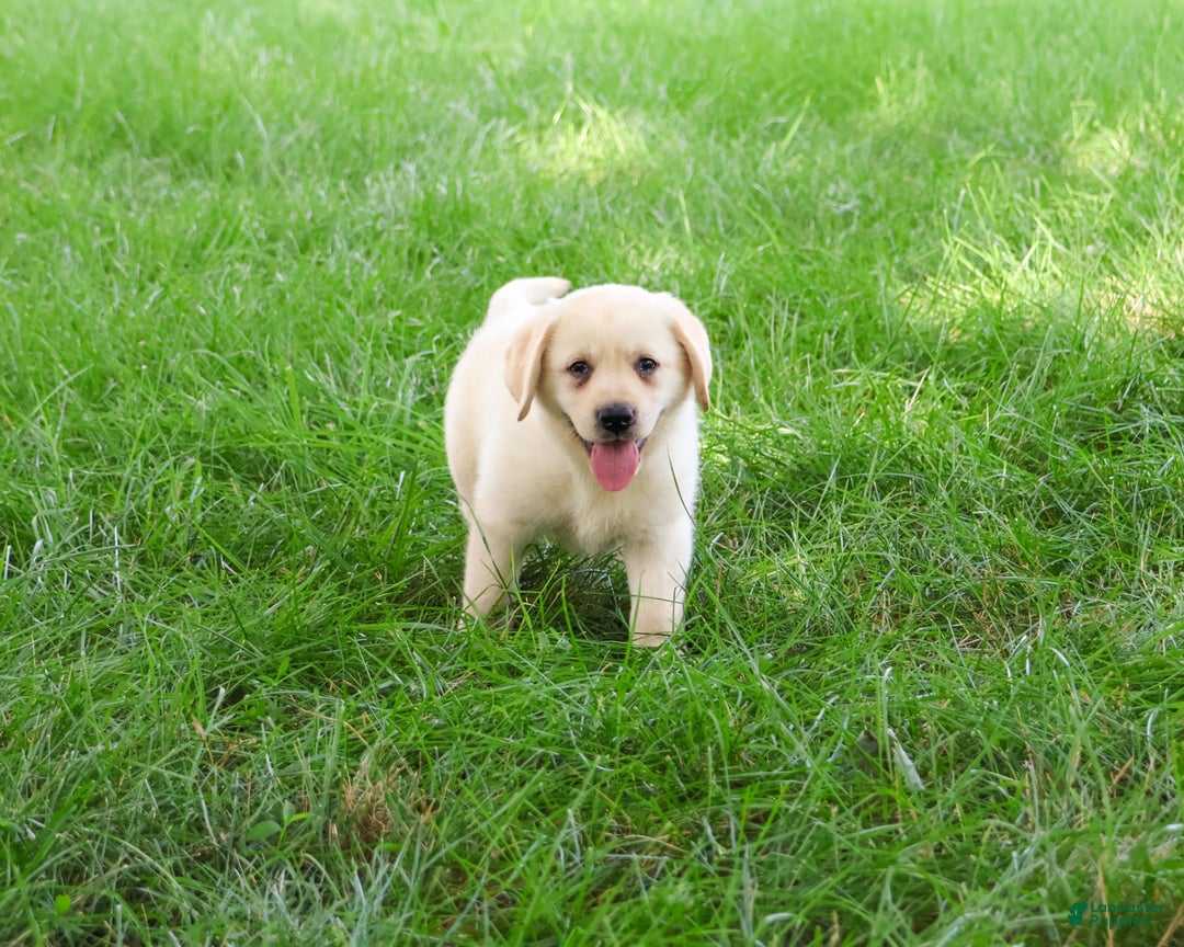 Labrador Retriever dogs for sale: Labrador Retriever 8 puppies - Image 12