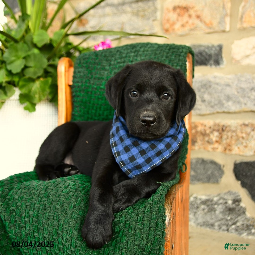 Labrador Retriever dogs for sale: Nutella - Image 1