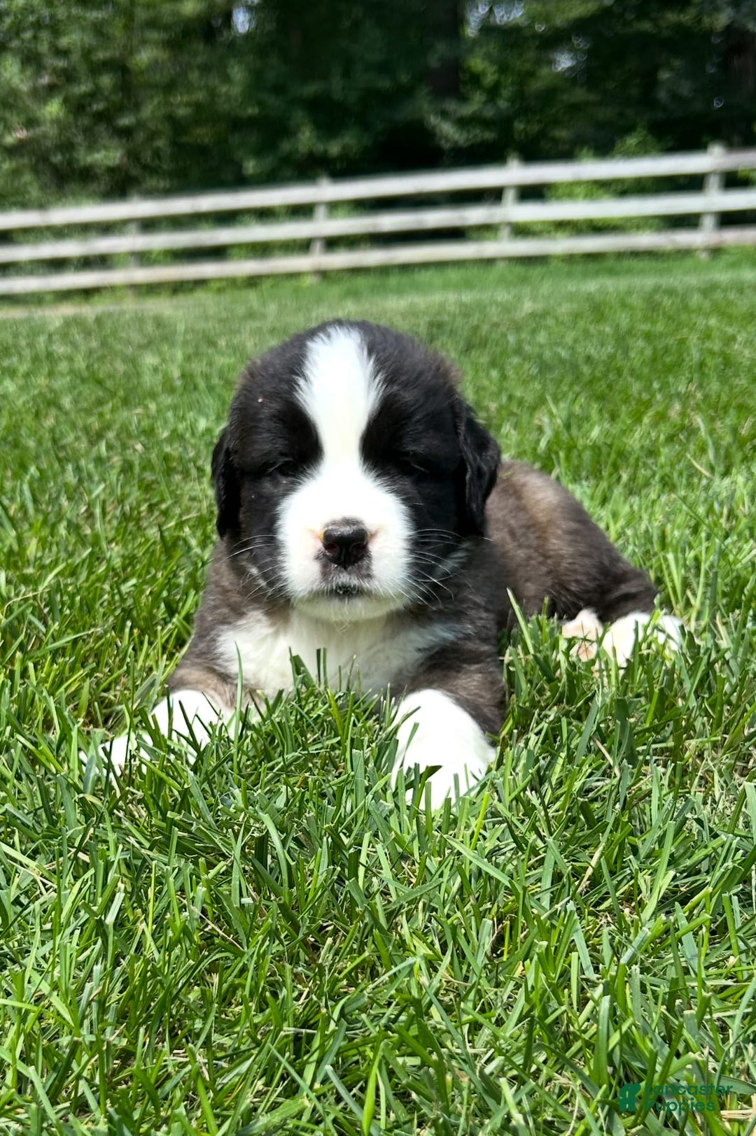Saint Bernard dogs for sale: Baxter - Image 1