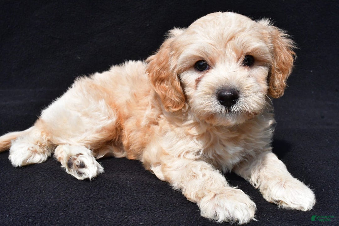 Cavapoo dogs for sale: Rex - Image 7