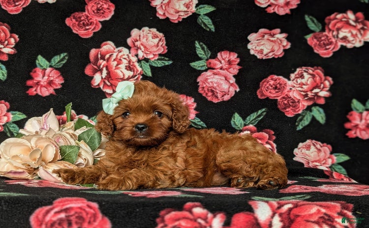 Cavapoo dogs for sale - Ad 3