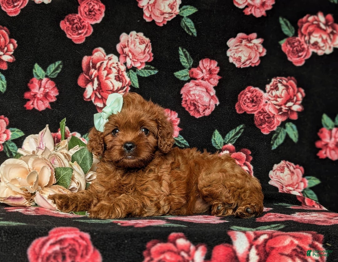 Cavapoo dogs for sale: Hillary - Image 1