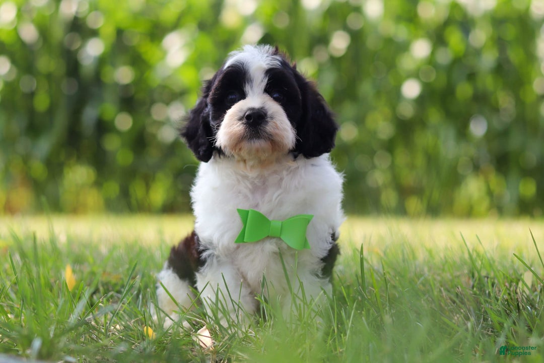 Cavapoo dogs for sale: Austin - Image 6