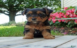 Yorkshire Terrier dogs for sale: Tia - Image 2