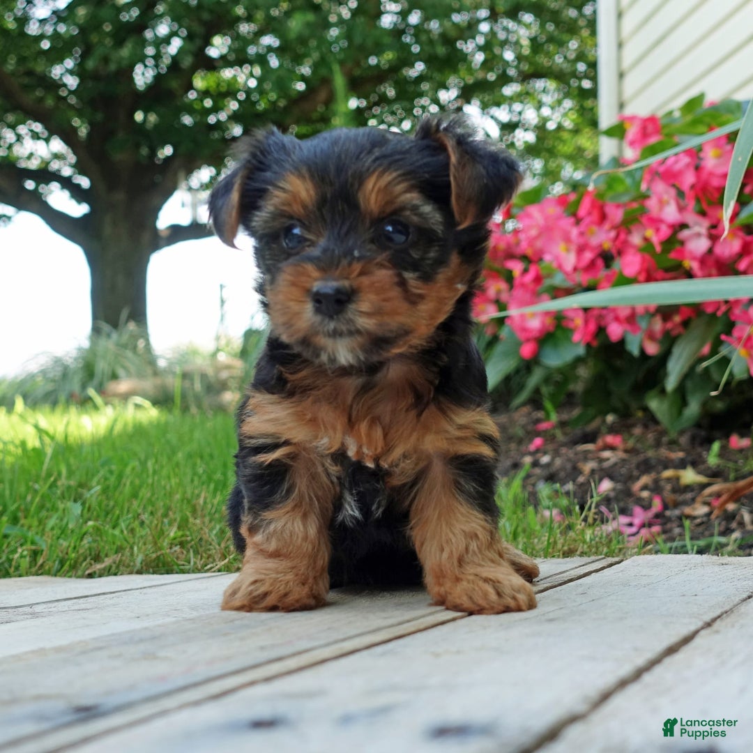 Yorkshire Terrier dogs for sale: Tia - Image 2