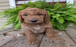 Goldendoodle dogs for sale: Maggie - Image 1