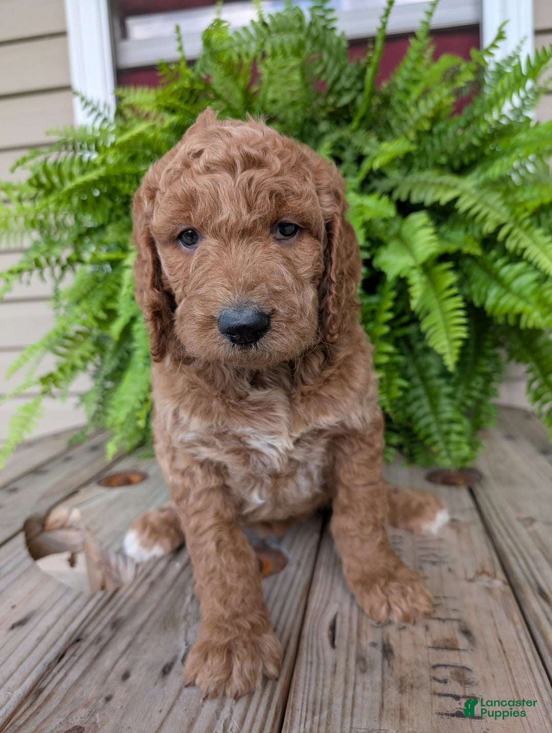 Goldendoodle dogs for sale: Maggie - Image 1
